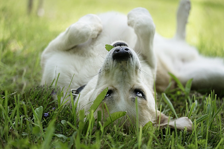 Ein Hund des Tierheims Ludwigsburg liegt auf dem Rücken im Gras
