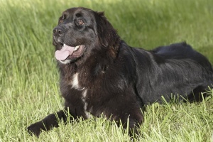 Ein schwarzer Mischlingshund aus dem Tierheim Ludwigsburg liegt auf einer Wiese
