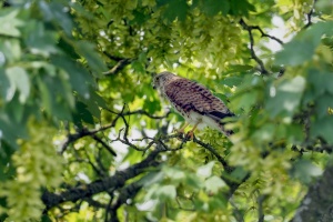 Ein Falkenweibchen sitzt in einem Ahornbaum.