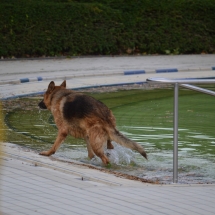 Ein Schäferhund im Schwimmbad, er verlässt gerade das Schwimmbecken.