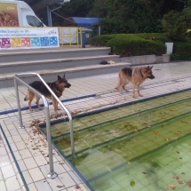 Zwei Schäferhunde stehen am Beckenrand eines Freibads.