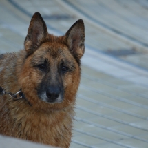 Portrait eines Schäferhundes mit nassem Fell.