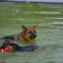 Zwei Schäferhunde schwimmen in einem Schwimmbecken. Einer hält einen Schwimmring im Maul.
