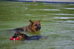 Zwei Schäferhunde schwimmen in einem Schwimmbecken. Einer hält einen Schwimmring im Maul.