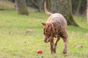 Ein großer brauner Hund spielt mit einem Spielzeug auf einer Wiese.