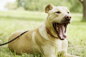Ein Mischlingshund aus dem Tierheim Ludwigsburg liegt gähnend auf einer Wiese
