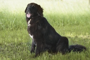 Ein schwarzer Mischlingshund aus dem Tierheim Ludwigsburg sitzt auf einer Wiese