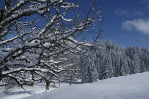 Bäume in einer Winterlandschaft