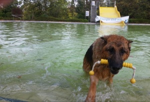Schäferhund im Schwimmbad, kommt aus dem Wasser. Hält Spielzeug im Maul.