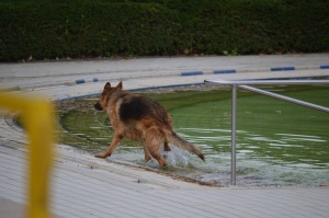 Ein Schäferhund im Schwimmbad, er verlässt gerade das Schwimmbecken.